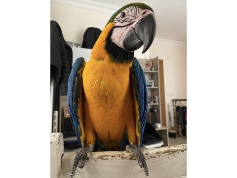 Blue gold macaw bebek çipli