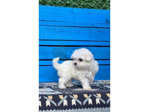 Kore maltese yavruları