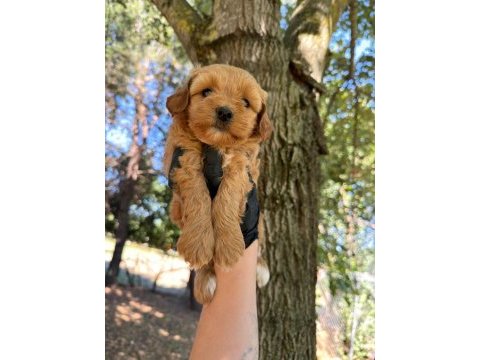 Maltipoo dişi erkek 