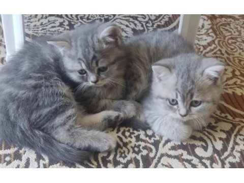 2 tane british shorthair