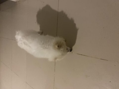 Pomeranian boo köpeği