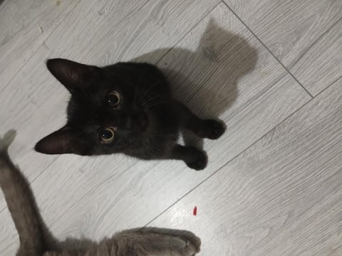 İki adet siyam kedisi yavru