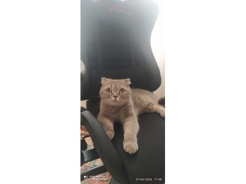 Scottish fold kızımızı sahiplendiriyoruz