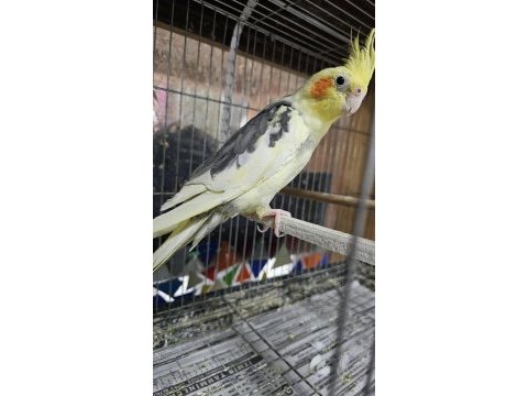 Yavru sultan papağanları erkek-dişi mevcuttur