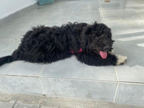 Black russian terrier