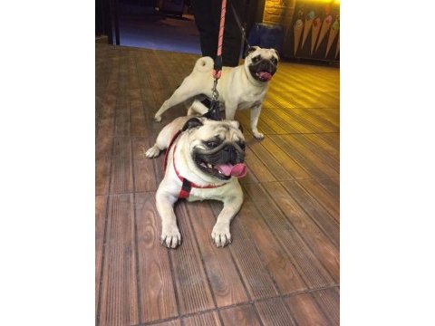 Güzel kaliteli pug yavrulara sahip olmak isteyenler için