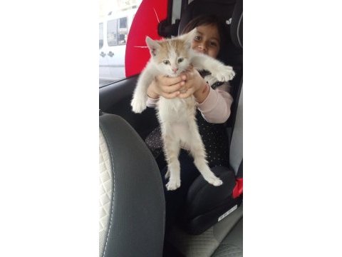 Sarman erkek yavru kedimiz konya