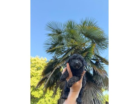 Toy poodle siyah inci