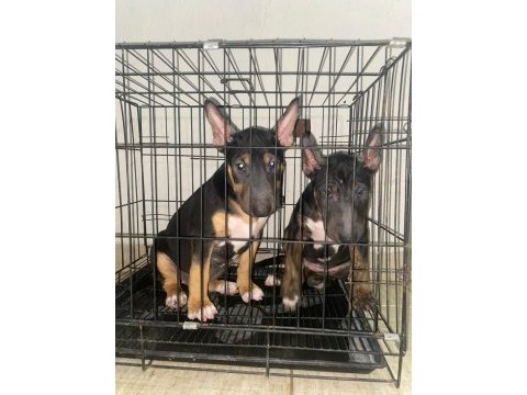 A class şecereli yavru köpekler