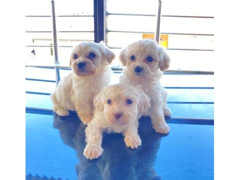 Bembeyaz minnak maltese terrier bebekler