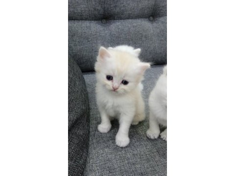 British shorthair harika bebekler