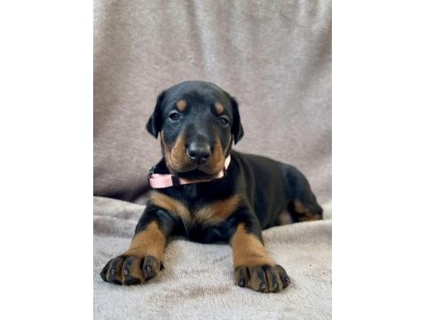 Geniş göğüslü, kaslı kan hattı – safkan doberman