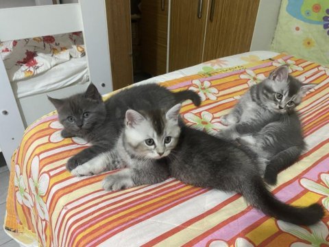 British shorthair yavrular 2 erkek bir dişi