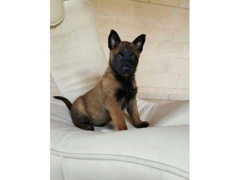 A+ şecereli belçika malinois yavrular