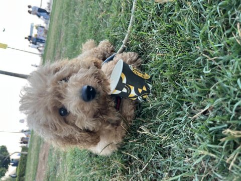 Sevecen bi poodle oğluş