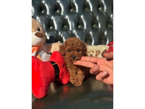Poodle ırkının en iyilerini isteyenlere
