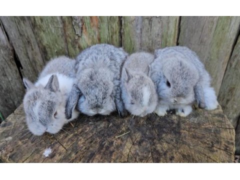 Mini lop ve cüce tavşan bebeklerimiz