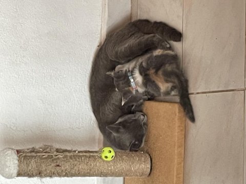 İki aylık kedimizi sahiplendiriyoruz