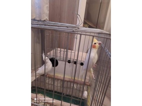 1 albino kırmızı göz bir latino kırmızı göz sultan