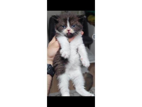 British shorthair kedisi