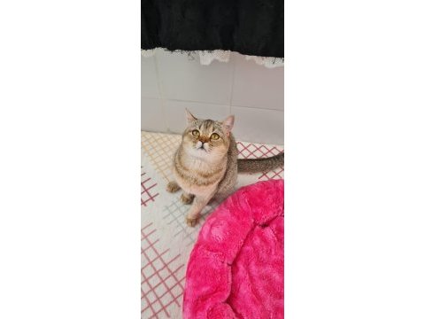 Golden british shorthair