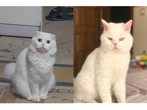British shorthaır erkek yavru