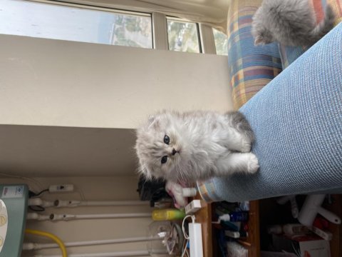 Oyuncul ve eğlenceli scottish fold