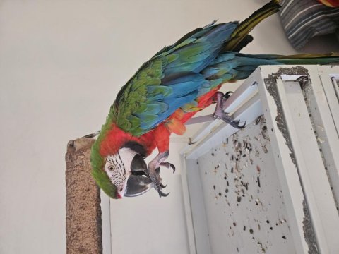 Kafesiyle birlikte rubygold hibrit macaw