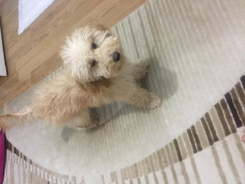 Yakışıklı poodle