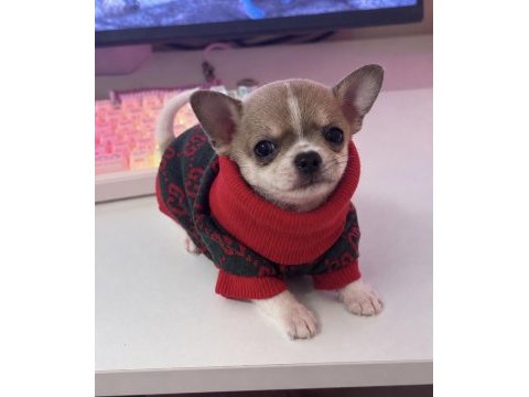 Teacup chihuahua