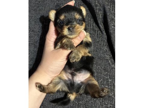 Türkiyede böylesi yok kore yorkshire terrier