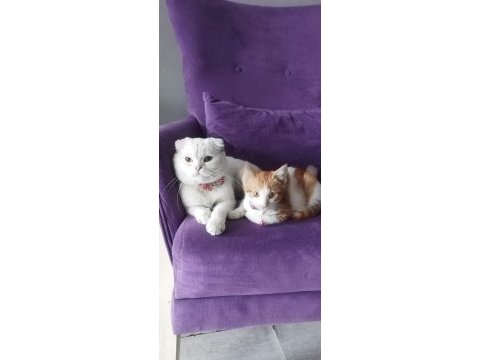 Scottish fold erkek kedimiz