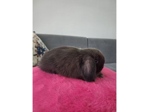 Mini lop tavşanı ithal orjinal
