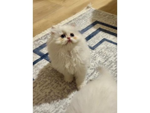 Birinci sınıf british longhair bebeklerimiz