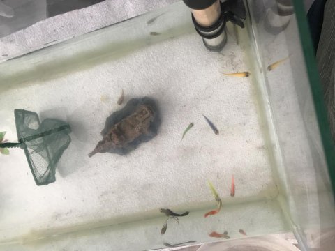 Tetra vatoz lepistes çöpçü balıkları