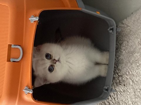 Çok kaliteli çok özel british shorthair yavrumuz 