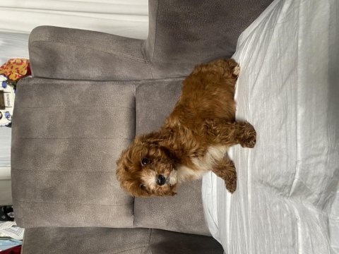 T cup red maltipoo oğlumuz