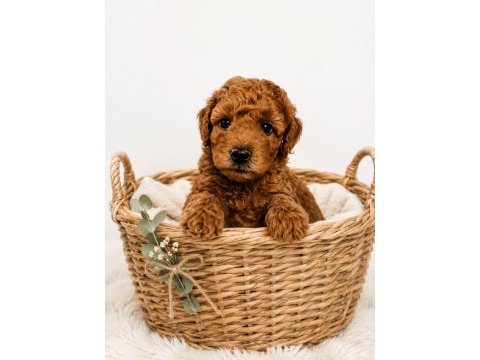 Zeki sadık sevgi dolu poodle yavrular