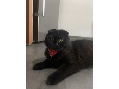 Scottish kedi