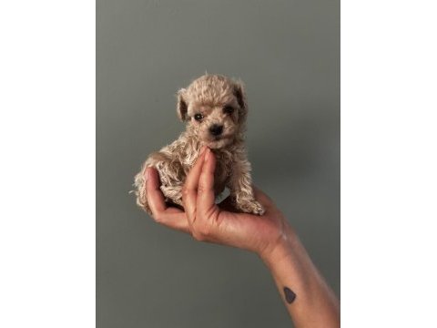 Orjinal ırk teacup toy poodle dişi erkek