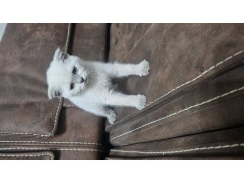 Beyaz scottish fold prens