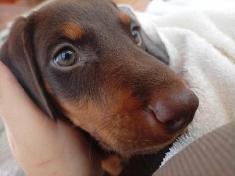 3 aylık kahverengi doberman