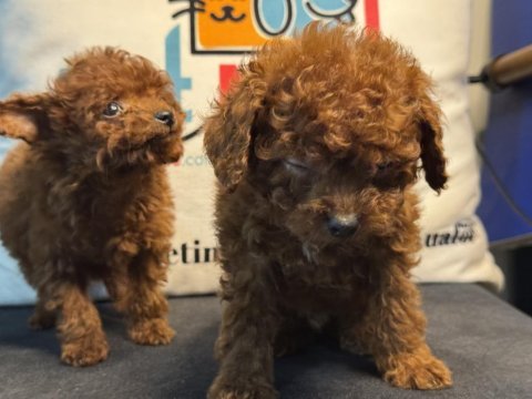 Wc eğitimlli 4 aylık dişi 700 gr tea cup kore poodle