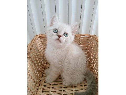 Mavi gözlü blue point british shorthair yavrular