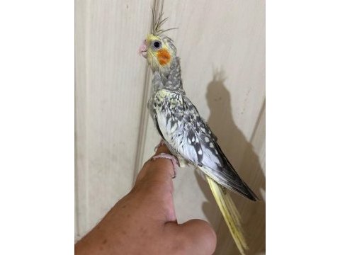47 günlük kusursuz bebek sultan papağanı