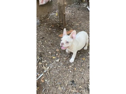 Egzotik french bulldog karma aşıları yapıldı