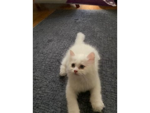 İnci beyazı 2 aylık dişi british longhair