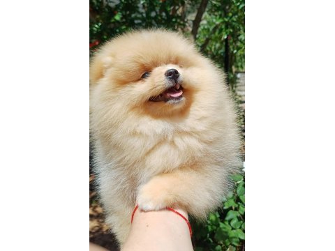 Pomeranian boo dişi krem rengi