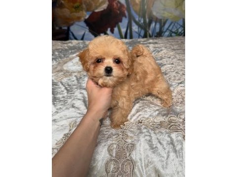 Dünya tatlısı maltipoo yavruları 