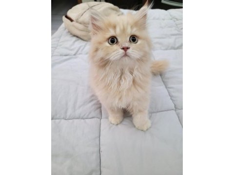 British longhair bal bebekler
